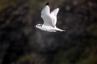 Seagull in Flight - Kenai Fjords National Park, Alaska